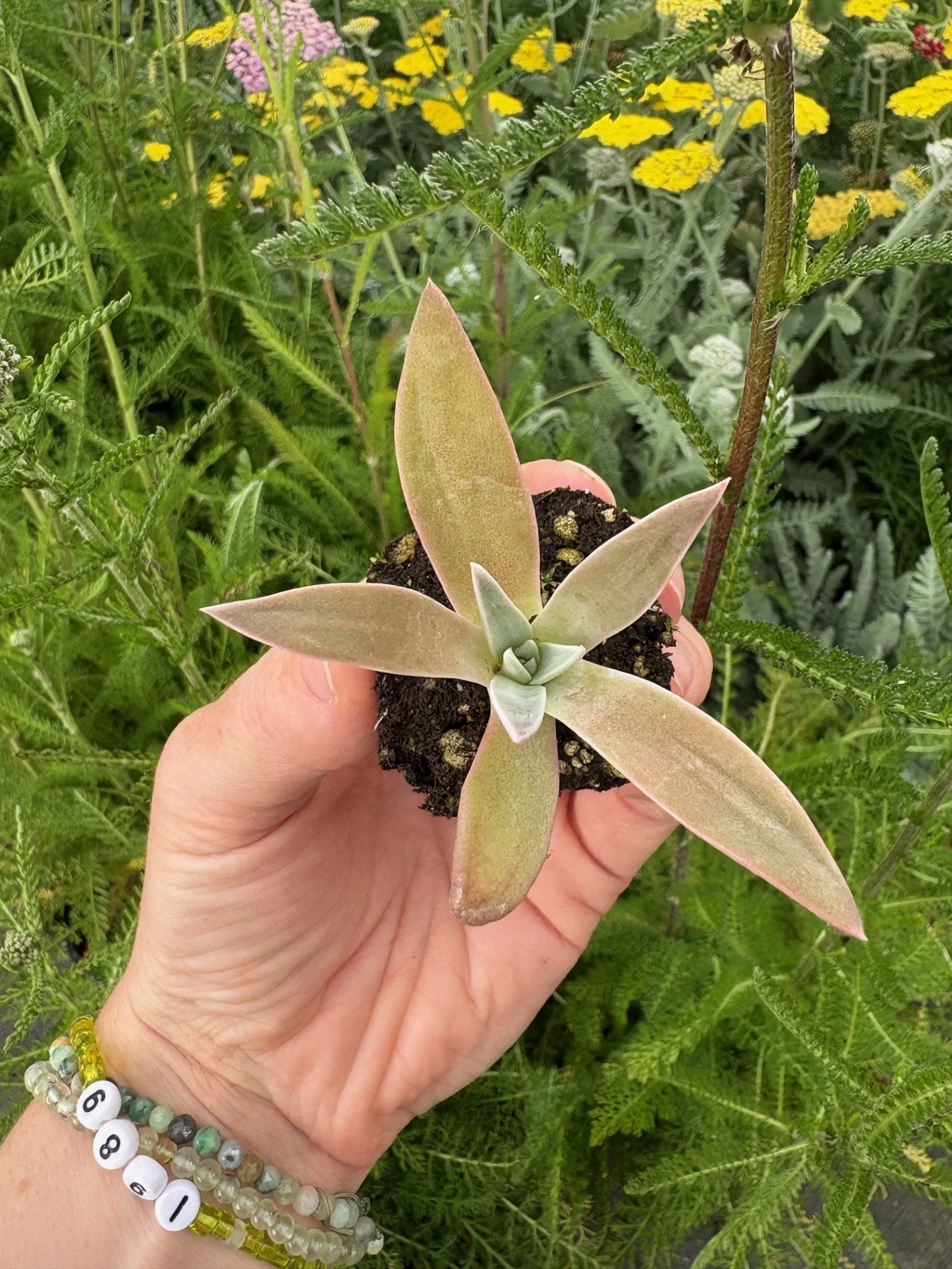Store — Native West Nursery - California Native Plants